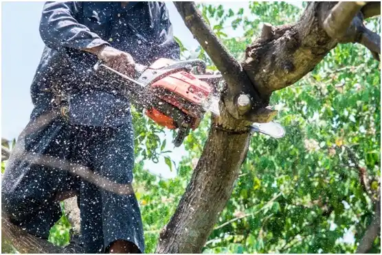 tree services Lightstreet